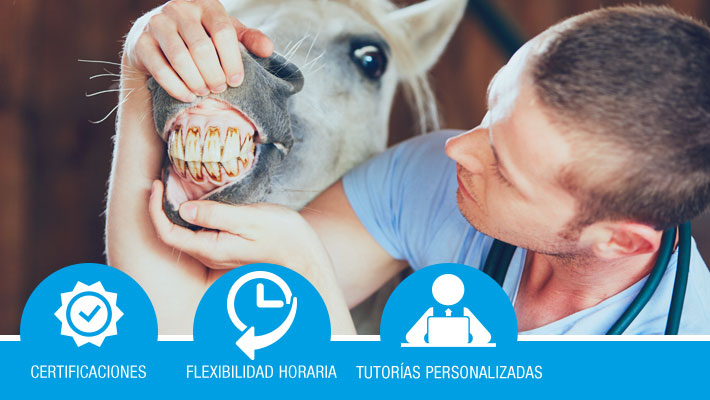 Higiene, cuidados y mantenimiento físico del ganado equino