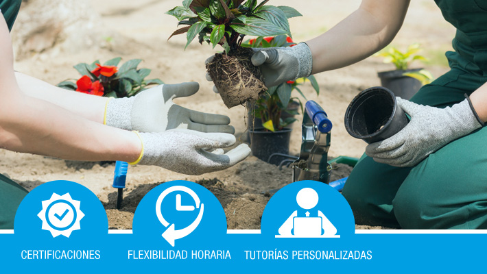 Preparación del terreno, siembra y/o trasplante en horticultura y flor cortada