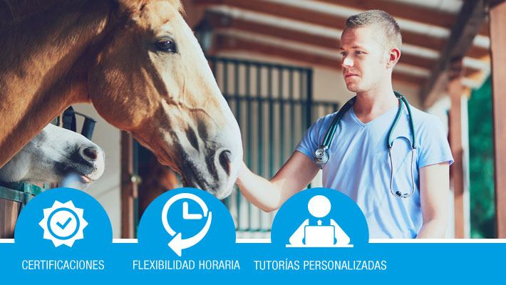 Manejo de ganado equino durante su reproducción y recría (Formación bonificada)