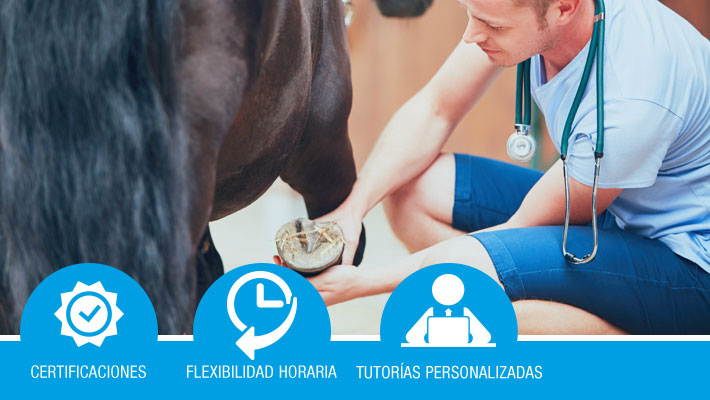 Alimentación, manejo general y primeros auxilios al ganado equino (formación bonificada)