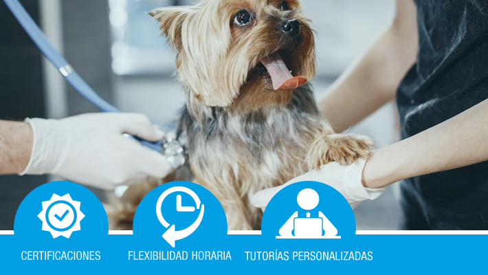 AUXILIAR DE VETERINARIA  (Formación bonificada)