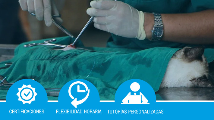 ESPECIALIZACIÓN EN HOSPITALIZACIÓN VETERINARIA PARA TITULADOS UNIVERSITARIOS EN VETERINARIA