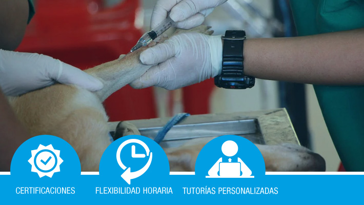 ONCOLOGÍA VETERINARIA