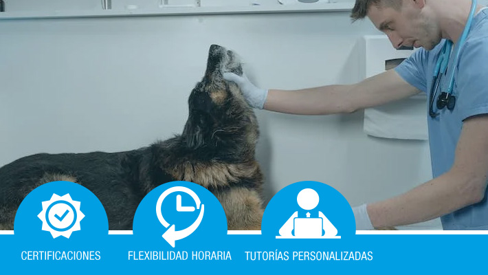 ESPECIALISTA EN DERMATOLOGÍA VETERINARIA