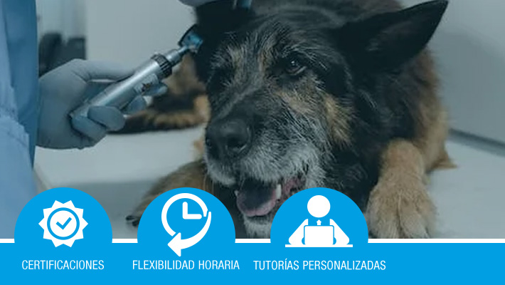 ESPECIALISTA EN URGENCIAS VETERINARIAS Y QUIRÓFANOS