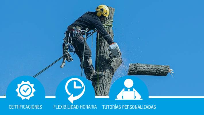 Ejecución de trabajos en altura en los árboles*